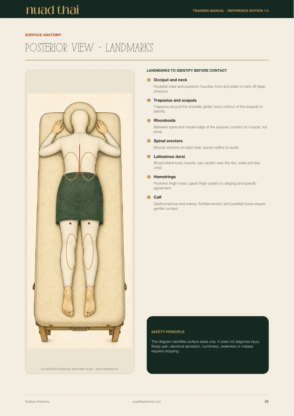 Surface anatomy and caution landmarks page from the training manual